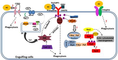 Apoptotic Cell Clearance in Drosophila melanogaster